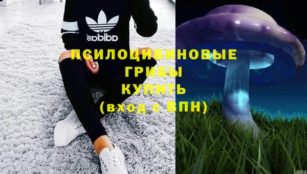 сатива Аркадак
